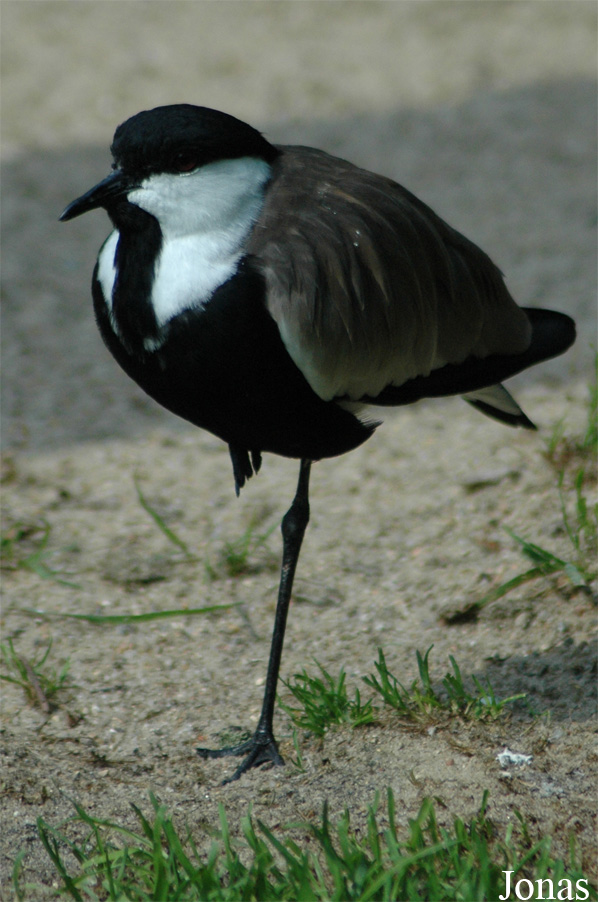 Vogelpark Walsrode