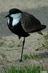 Vogelpark Walsrode