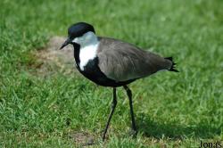 Vanellus spinosus