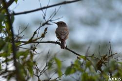 Ficedula parva