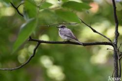 Muscicapa striata striata