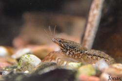 Procambarus fallax