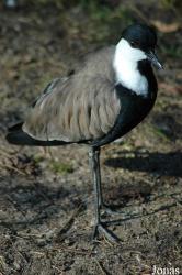 Vogelpark Walsrode