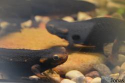 Rīgas Zooloģiskais Dārzs