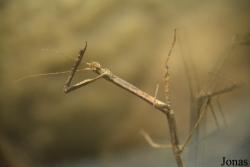Hermagoras cultratolobatus