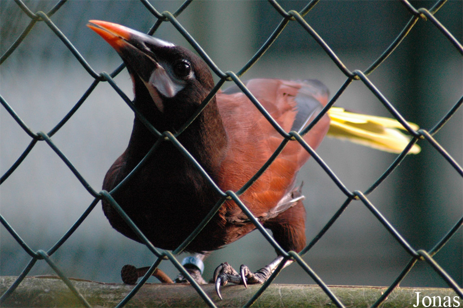 Vogelpark Walsrode