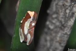 Dendropsophinae