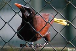Vogelpark Walsrode