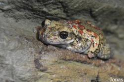 Trachycephalus nigromaculatus