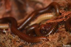 Telodeinopus aoutii