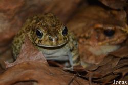 Sclerophrys gutturalis