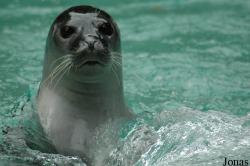 Phoca vitulina