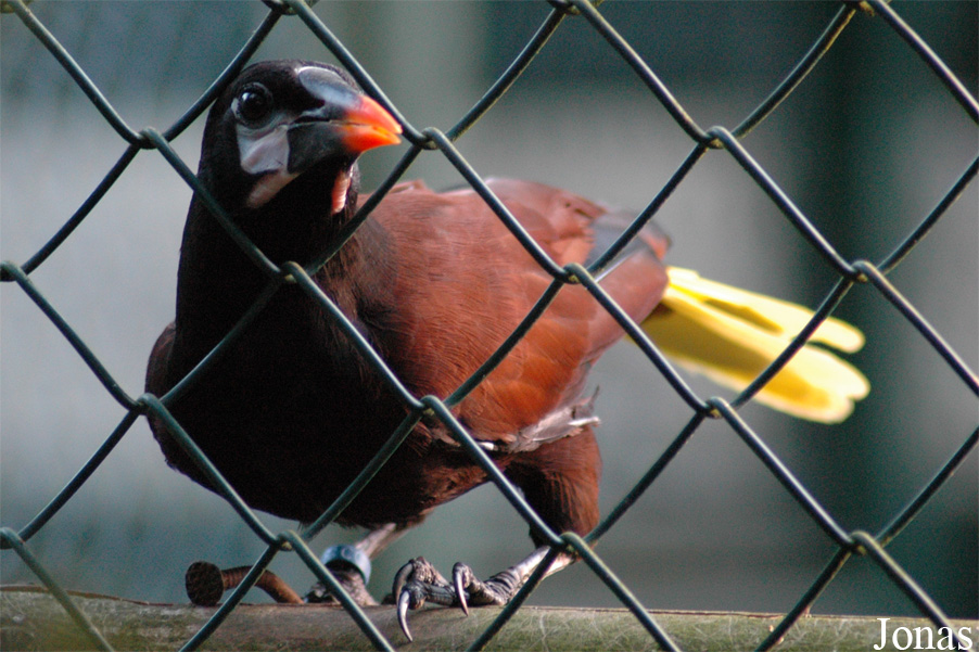 Vogelpark Walsrode