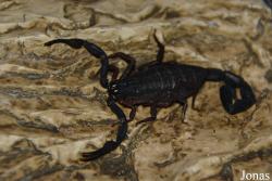 Centruroides gracilis