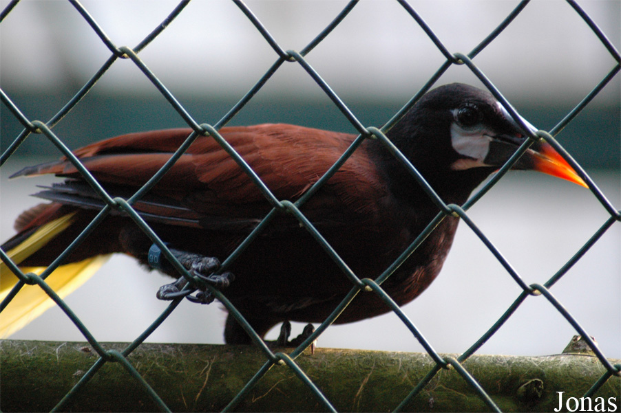 Vogelpark Walsrode