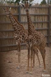 Dubai Safari