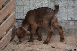 Oasis Petting Farm