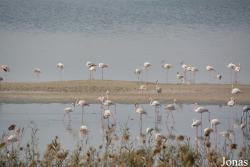 Al Wathba Wetland Reserve