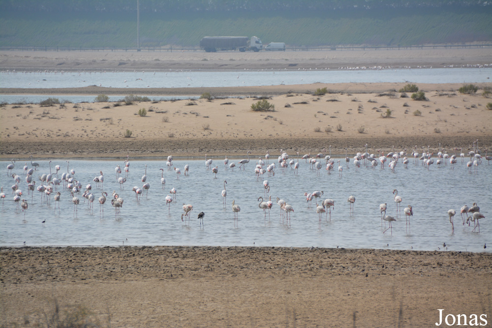 Al Wathba Wetland Reserve