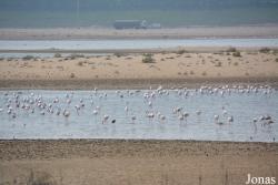Al Wathba Wetland Reserve