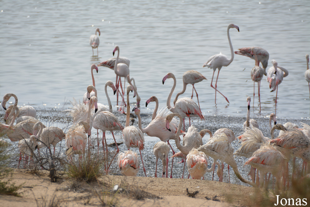 Al Wathba Wetland Reserve