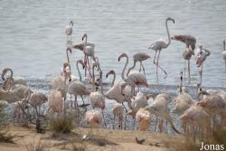 Al Wathba Wetland Reserve