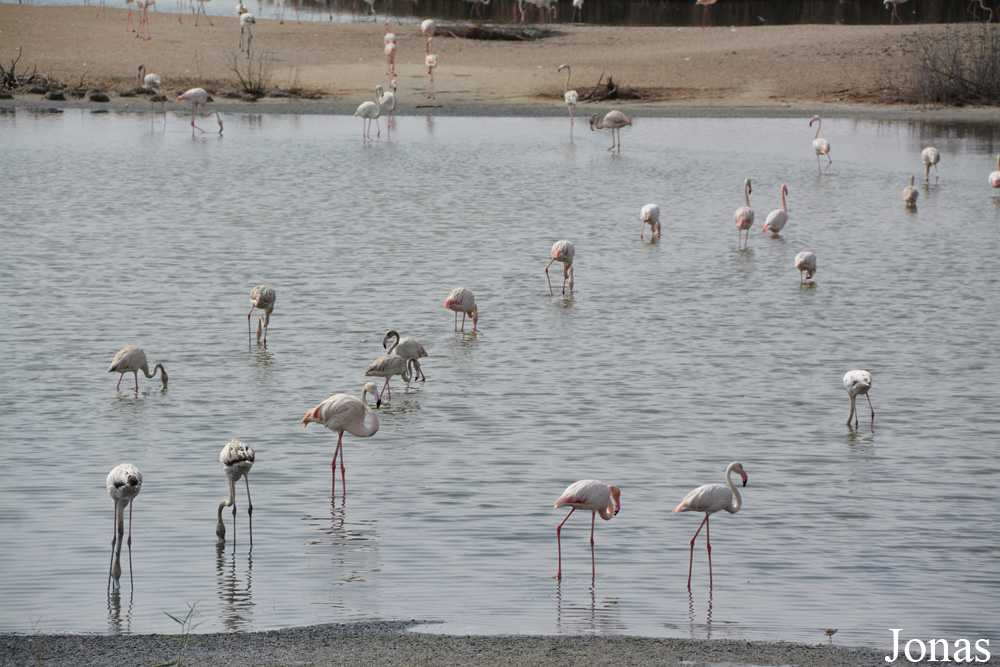 Al Wathba Wetland Reserve