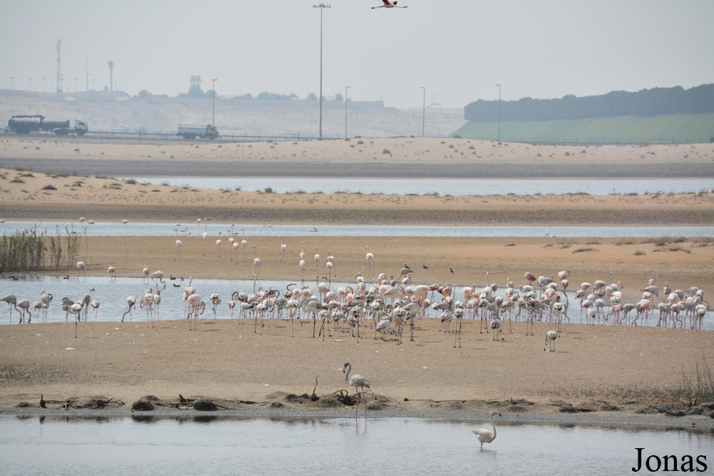 Al Wathba Wetland Reserve