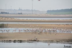 Al Wathba Wetland Reserve