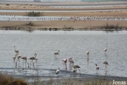 Al Wathba Wetland Reserve