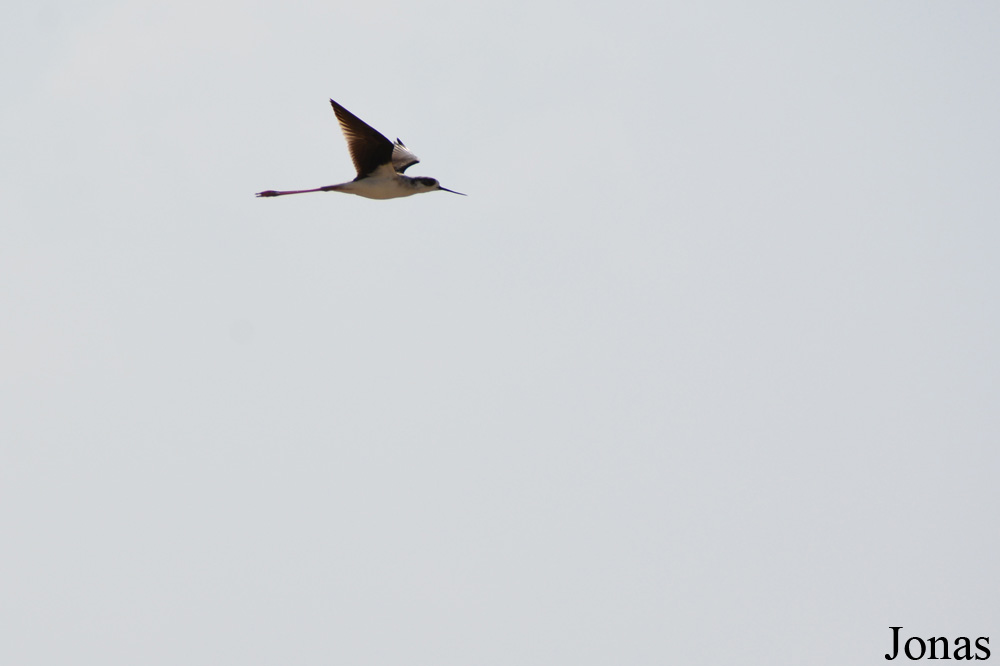 Al Wathba Wetland Reserve