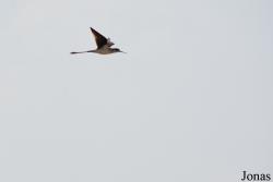 Al Wathba Wetland Reserve