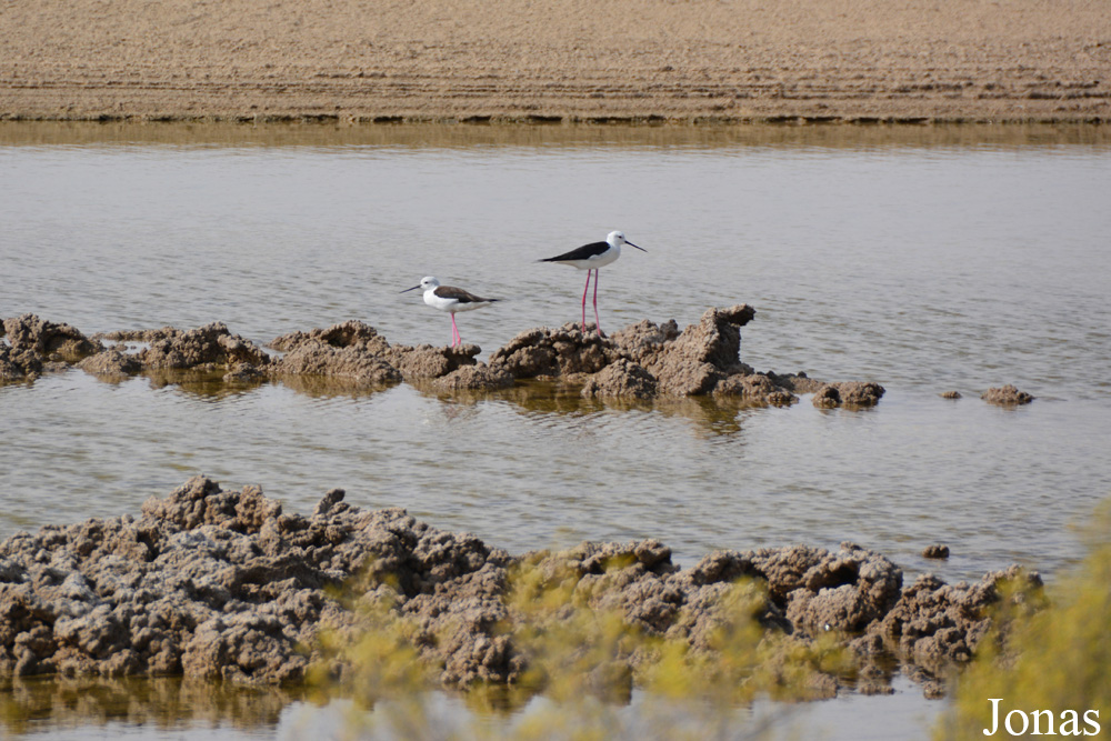Al Wathba Wetland Reserve