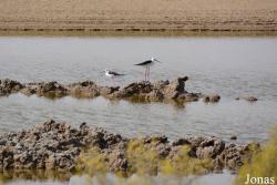 Al Wathba Wetland Reserve