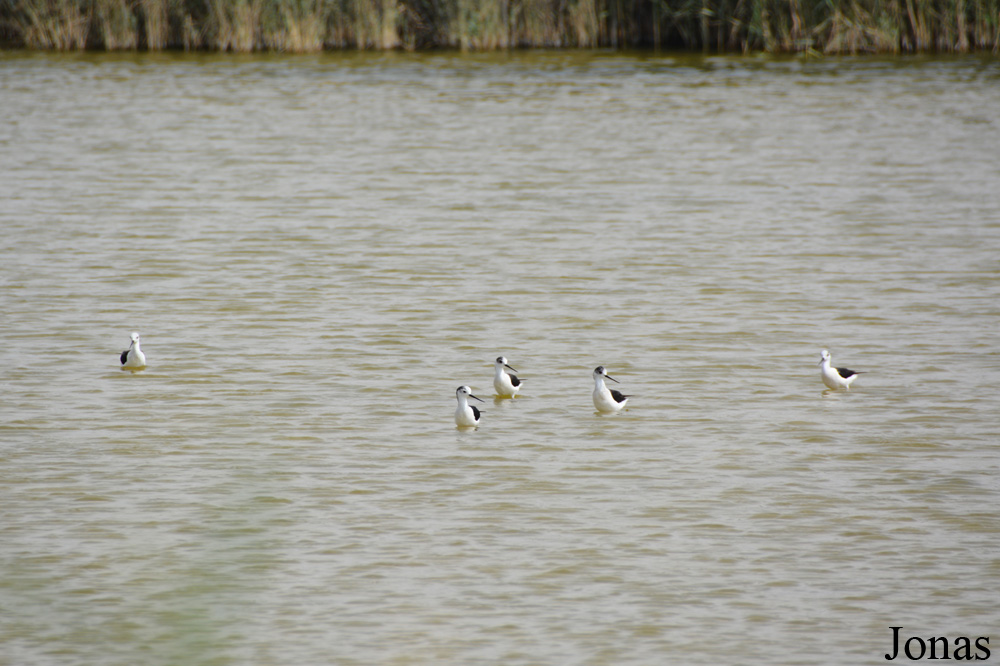 Al Wathba Wetland Reserve