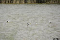 Al Wathba Wetland Reserve