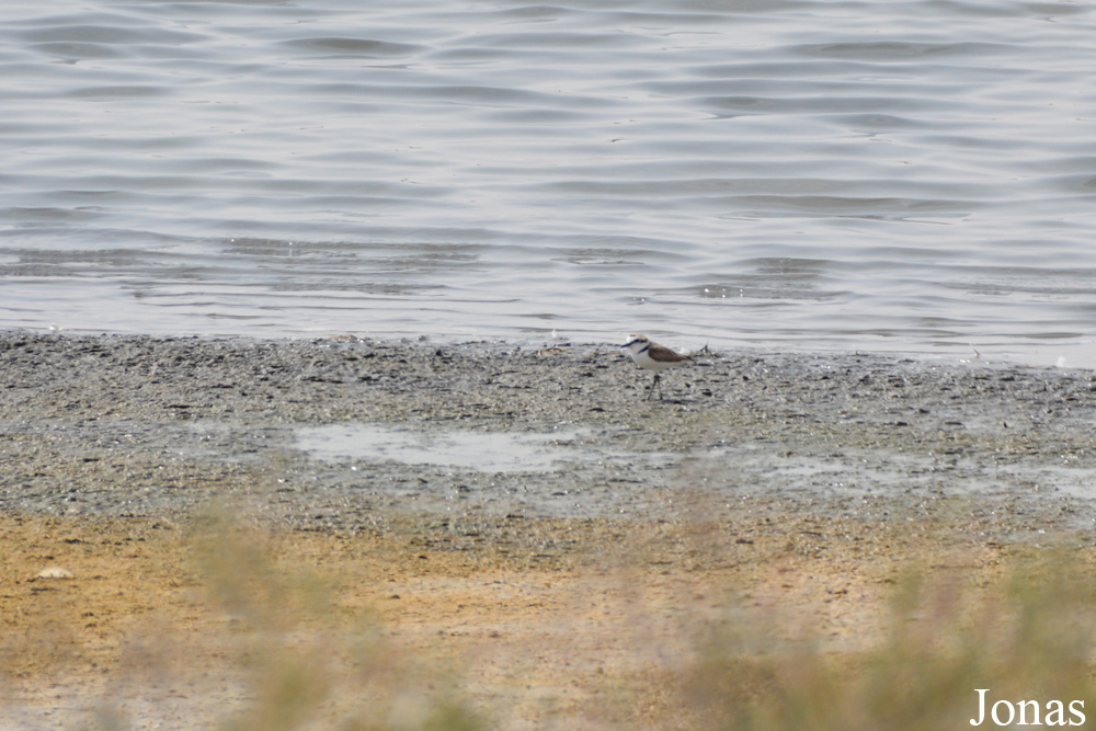 Al Wathba Wetland Reserve