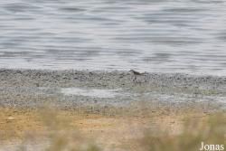 Al Wathba Wetland Reserve