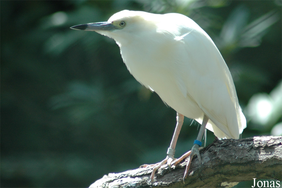 Vogelpark Walsrode