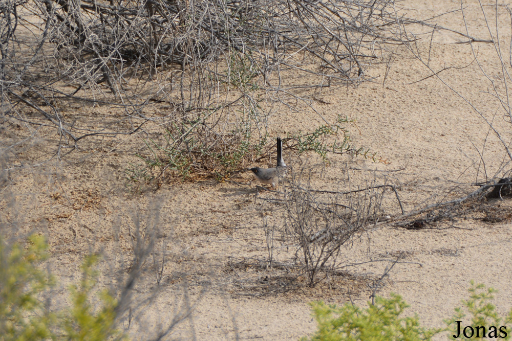 Al Wathba Wetland Reserve