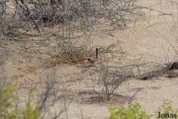 Al Wathba Wetland Reserve