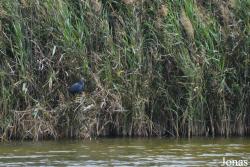 Al Wathba Wetland Reserve