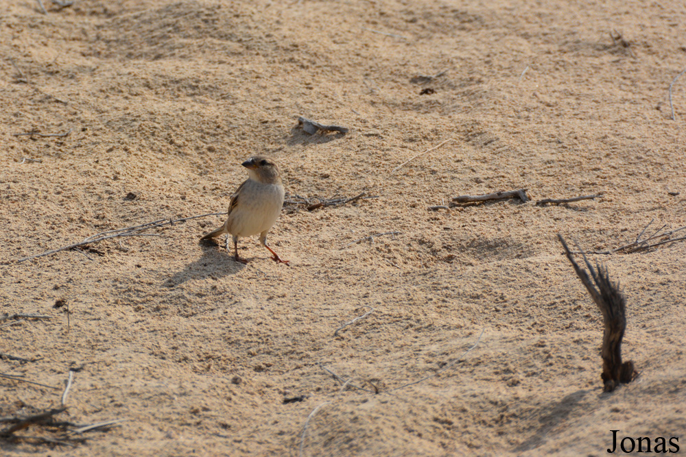 Al Wathba Wetland Reserve
