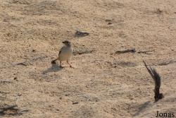 Al Wathba Wetland Reserve
