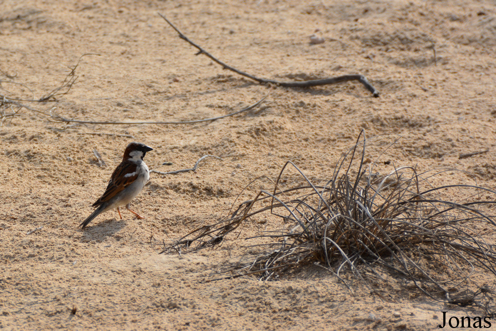 Al Wathba Wetland Reserve
