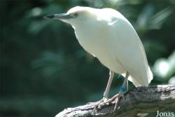 Vogelpark Walsrode
