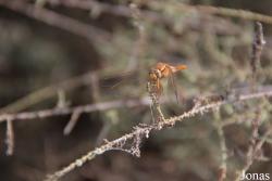 Libellulidae