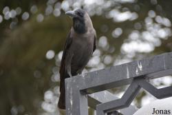 Corvus splendens