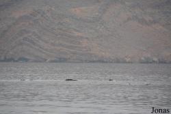 Musandam Peninsula