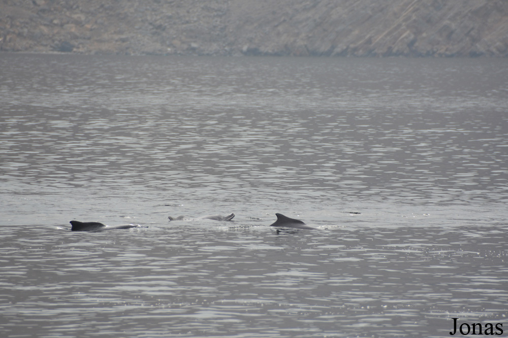 Musandam Peninsula